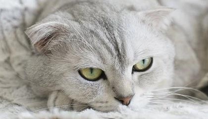 官方网站-NBA官方最新实力榜 热火第1勇士第2湖人第17